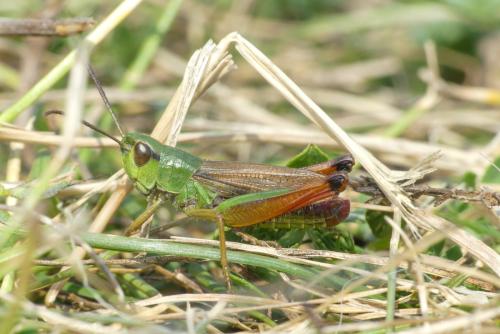 Réf. 314 184 : Pseudochorthippus parallelus